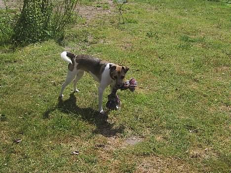 Dansk svensk gaardhund MOLLY + R. I. P 13/11-19  - hej billede 5