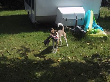 Dansk svensk gaardhund MOLLY + R. I. P 13/11-19  - deeeet MIN....du får den bare ikke haha :-) billede 6