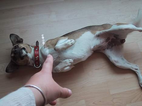 Dansk svensk gaardhund MOLLY + R. I. P 13/11-19  - aaaagh...jeg er blevet skudt billede 7