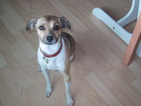 Dansk svensk gaardhund MOLLY + R. I. P 13/11-19  - hej mor billede 8