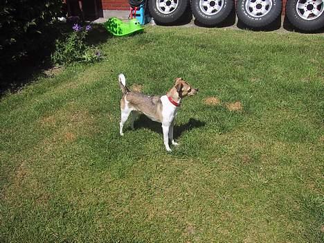 Dansk svensk gaardhund MOLLY + R. I. P 13/11-19  - HVEM DER billede 9