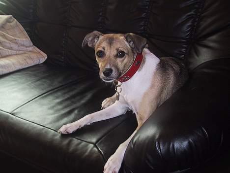 Dansk svensk gaardhund MOLLY + R. I. P 13/11-19  - ups....taget på ferskgerning (må ikke lige i møblerne for far) billede 10