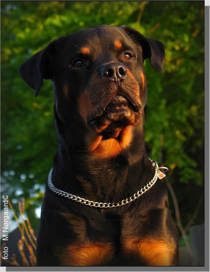 Rottweiler Bundy * 27-6-01 † 01.06.2015  - 19-5-07   billede 1