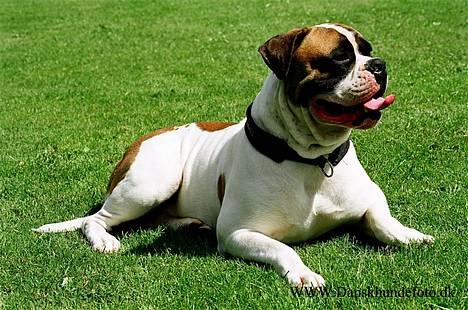 Amerikansk bulldog Zorro - Zorro ligger og nyde den sidste Efterårs sol billede 20