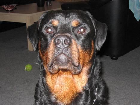 Rottweiler raco eller saaek s falco billede 1
