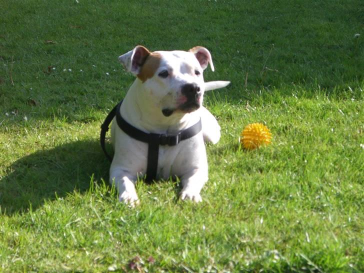 Amerikansk staffordshire terrier chika fik fred 23-03/10 billede 1