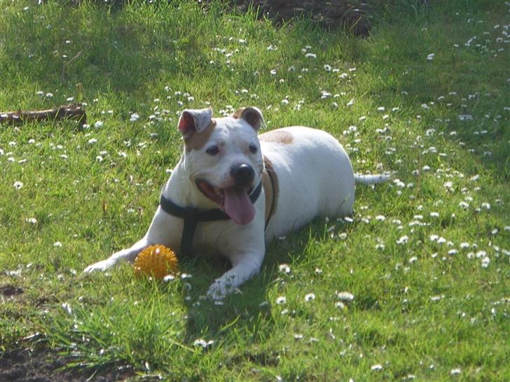 Amerikansk staffordshire terrier chika fik fred 23-03/10 billede 2