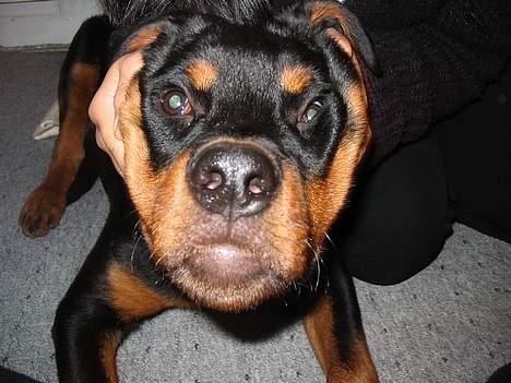 Rottweiler raco eller saaek s falco billede 2