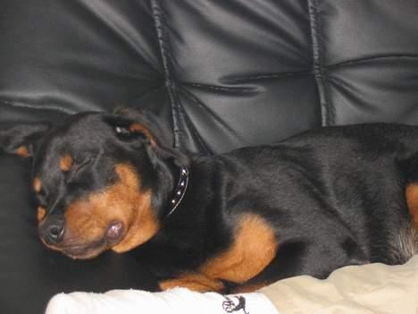 Rottweiler raco eller saaek s falco billede 3
