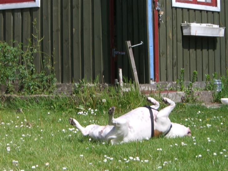 Amerikansk staffordshire terrier chika fik fred 23-03/10 billede 3