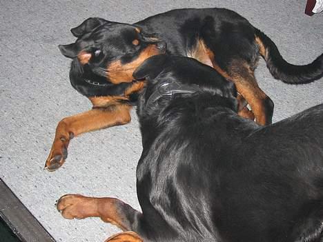 Rottweiler raco eller saaek s falco billede 4