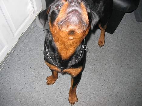 Rottweiler raco eller saaek s falco billede 5