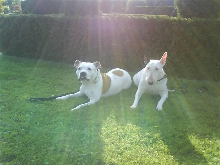 Amerikansk staffordshire terrier chika fik fred 23-03/10 billede 4