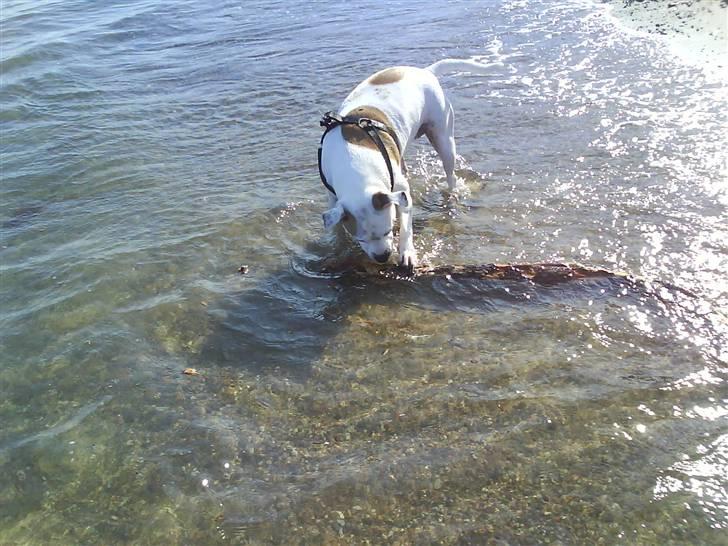 Amerikansk staffordshire terrier chika fik fred 23-03/10 billede 5