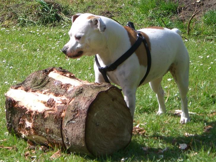 Amerikansk staffordshire terrier chika fik fred 23-03/10 billede 6