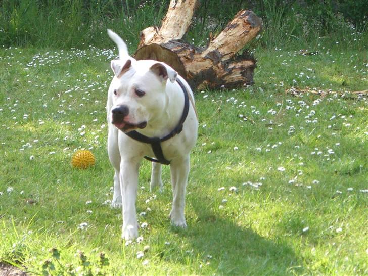 Amerikansk staffordshire terrier chika fik fred 23-03/10 billede 7