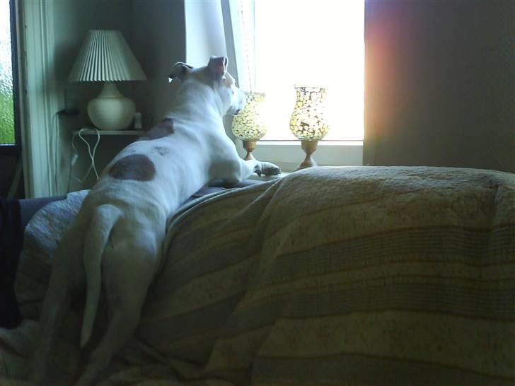 Amerikansk staffordshire terrier chika fik fred 23-03/10 billede 8