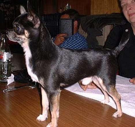 Chihuahua Tupac Shakur billede 1