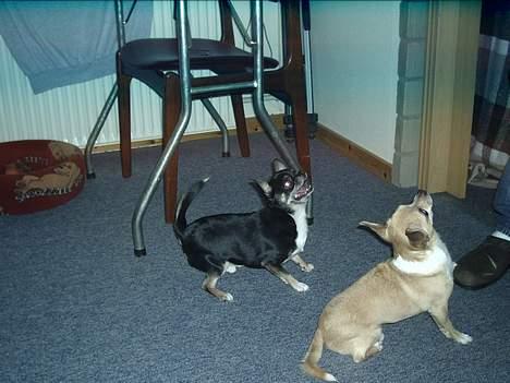 Chihuahua Tupac Shakur billede 2