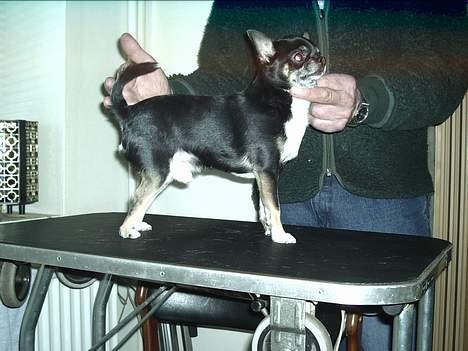 Chihuahua Tupac Shakur billede 3