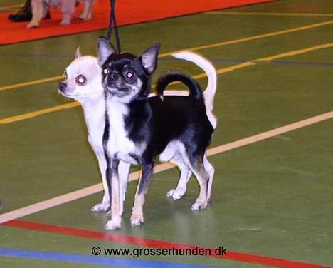 Chihuahua Tupac Shakur billede 4