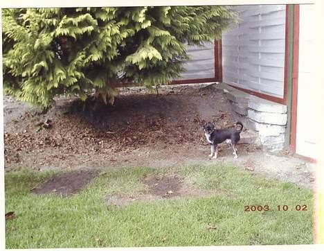 Chihuahua Tupac Shakur billede 5