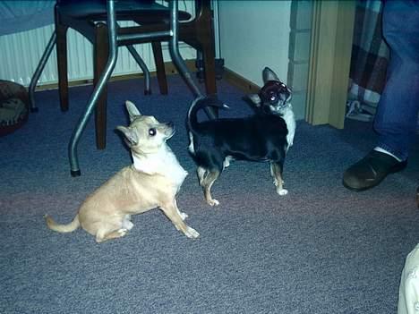 Chihuahua Tupac Shakur billede 6