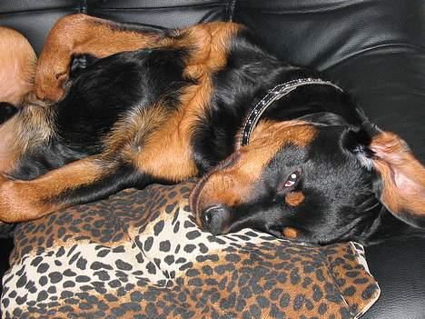 Rottweiler raco eller saaek s falco billede 6