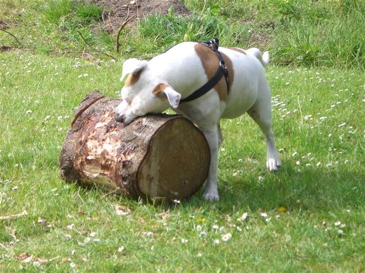 Amerikansk staffordshire terrier chika fik fred 23-03/10 billede 9