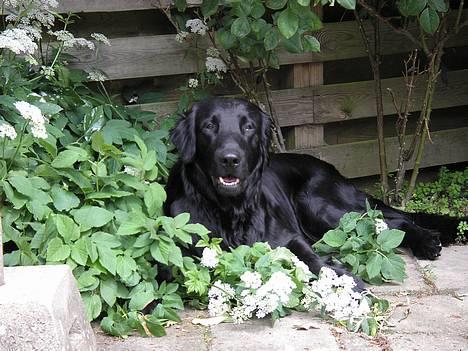 Flat coated retriever Gonzo - Hej allesammen. Jeg hedder Gonzo. billede 1