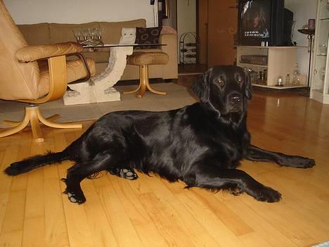Flat coated retriever Gonzo - Ja, så ligger jeg her. billede 2