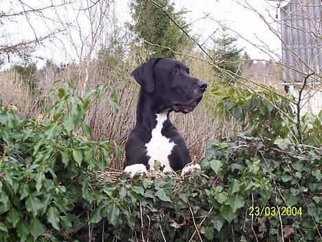 Grand danois Balder - MOAAAR.... Går du uden mig ???? billede 1