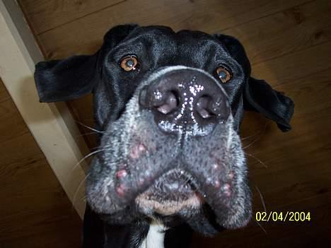 Grand danois Balder - Balder Close up.. Dengang havde han en del "bumser" som han fik pga der var for meget næring i foderet. Vi skiftede derefter over til RC og ingen bumser siden :-) billede 2