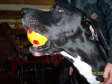 Grand danois Balder - Mig og en af mine højt elskede PIV billede 3