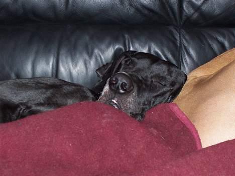 Grand danois Balder - Æææælsker at putte på Celestes Mås. billede 4