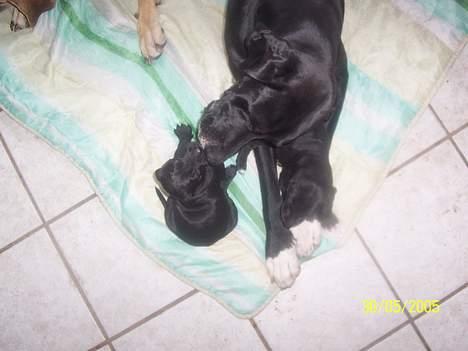 Grand danois Balder - Balder med børn  billede 7