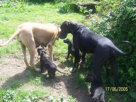 Grand danois Balder - Far mor og børn :-) billede 9