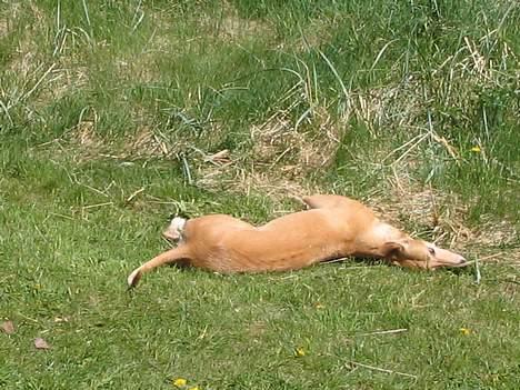 Greyhound Nina - det bedste er at rulle.. billede 2