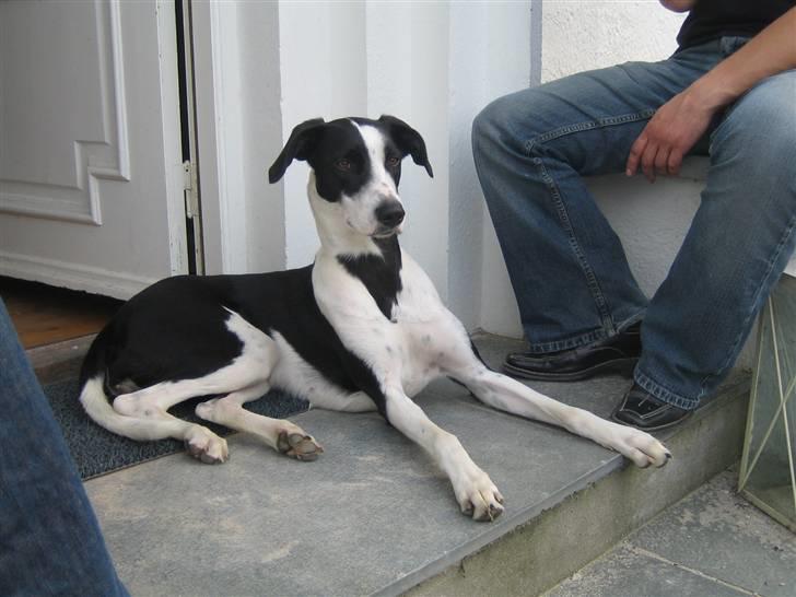 Blanding af racer Bella R.I.P. - Ligger lige og holder med MIN hovedgade...  billede 14