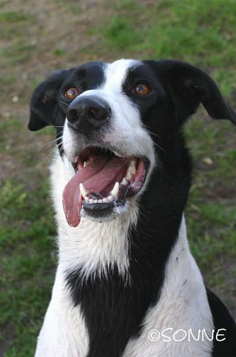 Blanding af racer Bella R.I.P. - 31.12.06 billede 15