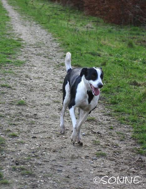 Blanding af racer Bella R.I.P. - 31.12.06 billede 16