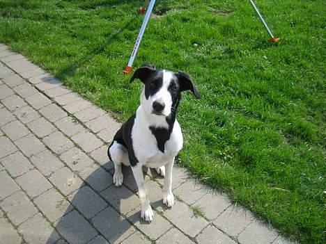 Blanding af racer Bella R.I.P. - Hvad laver du?? Er det noget jeg skal være med til??! billede 17