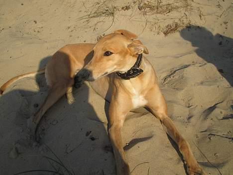 Greyhound Nina billede 3