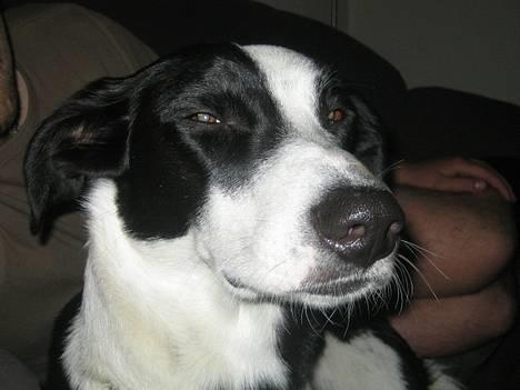 Blanding af racer Bella R.I.P. - ARGH!!! Pas lige på med den blitz!! billede 18