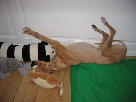 Greyhound Nina - efter løbeturen skal der strækkes ud... billede 4