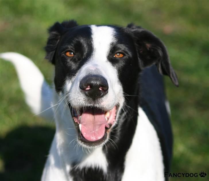 Blanding af racer Bella R.I.P. - Et splitsekund fra hundeskoven.. :0) billede 19