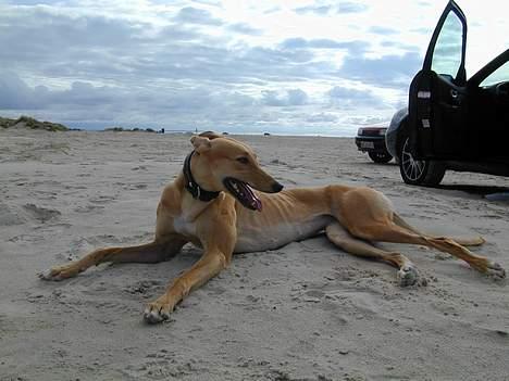 Greyhound Nina - chillin on the beach.. billede 5