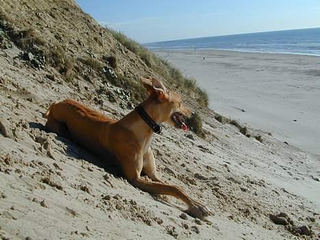 Greyhound Nina - udsigten er bedre herfra.. billede 6