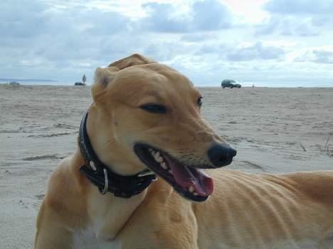 Greyhound Nina billede 7