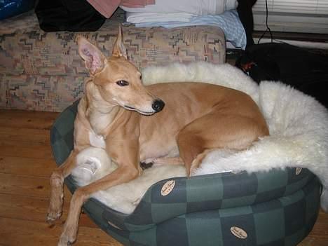 Greyhound Nina - træt efter en lang dag på stranden.. billede 8